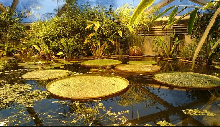 Botanical Garden, Denmark